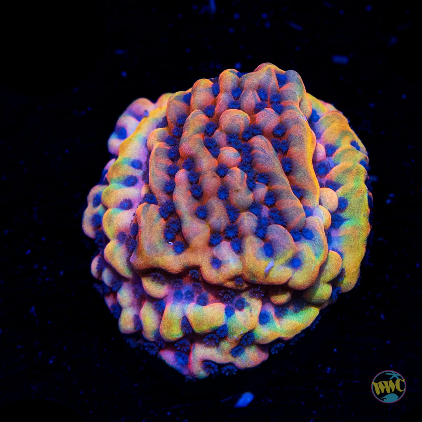 Jason Fox Altered Ego Montipora - Daylight Photo