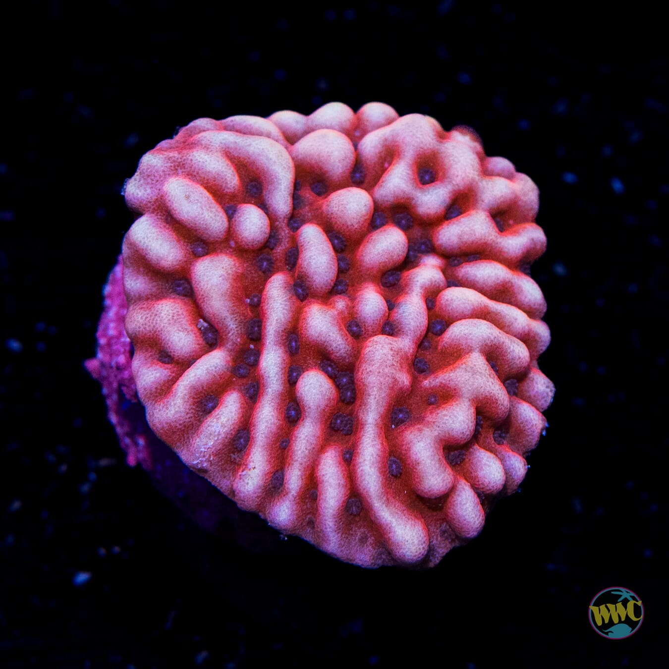 Jason Fox Slow Burner Montipora - Daylight Photo