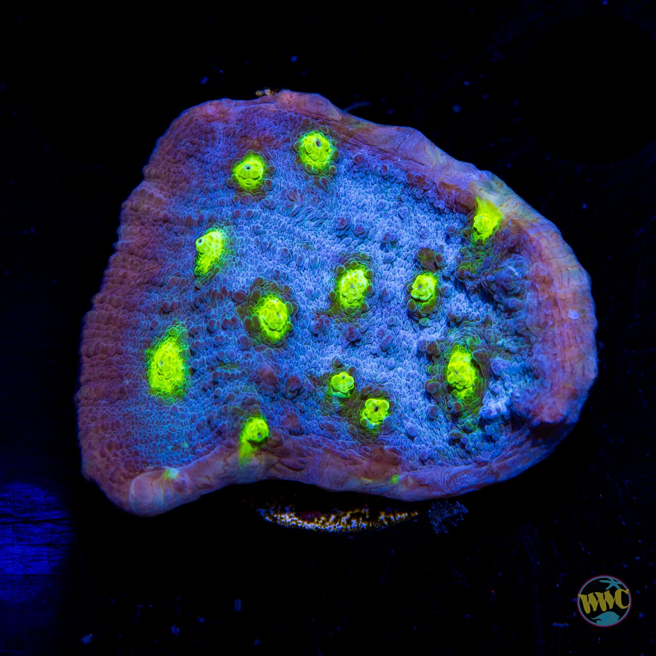 WWC Lime In The Sky Chalice Coral