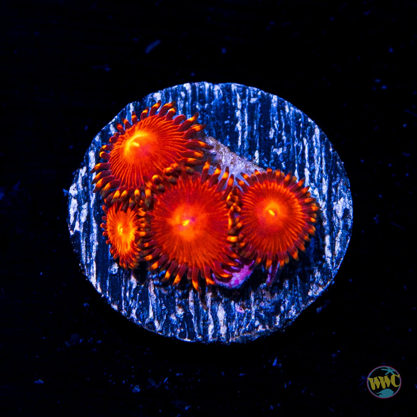 WWC Red Hot Zoanthids - Daylight Photo