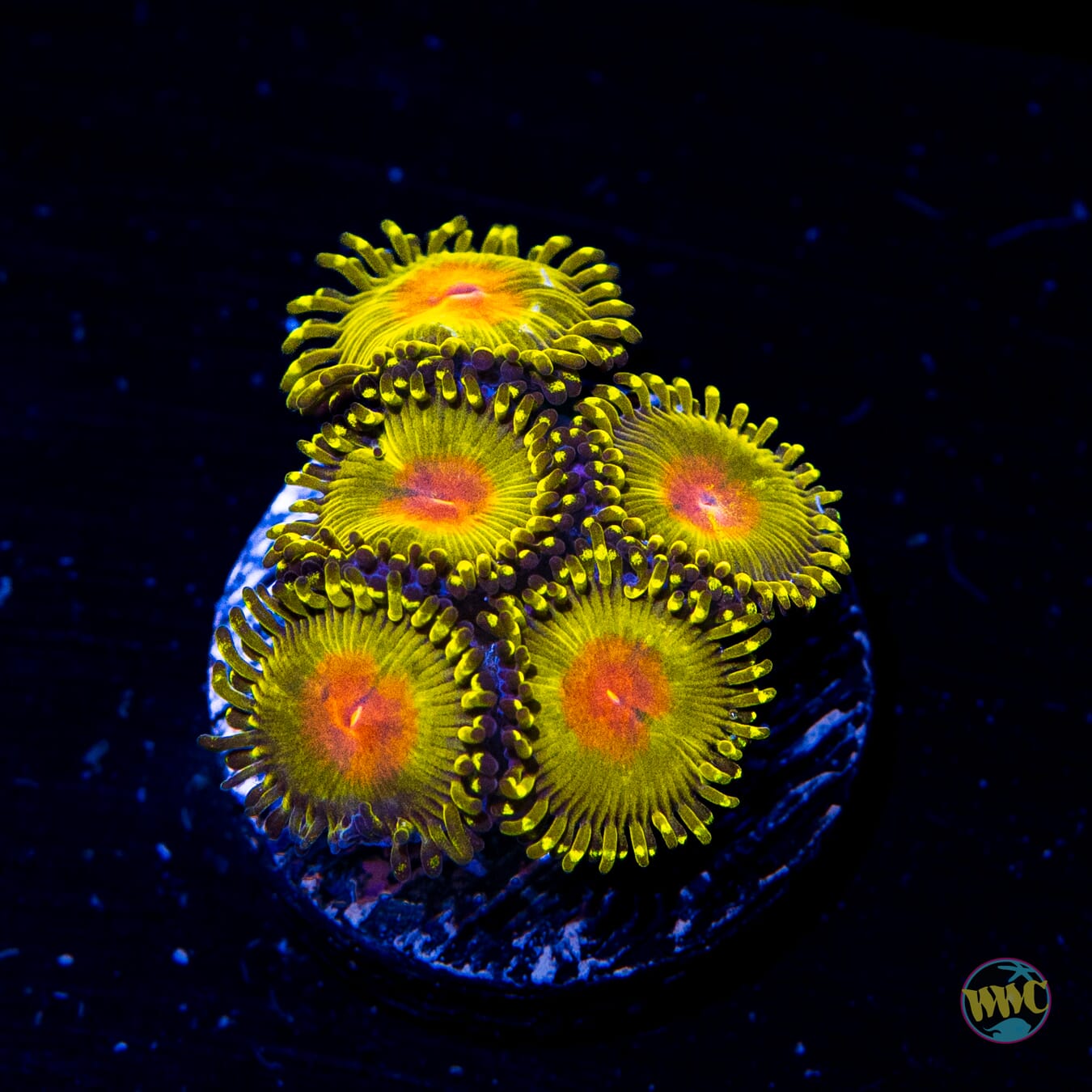 WWC Golden Gods Zoanthids - Daylight Photo