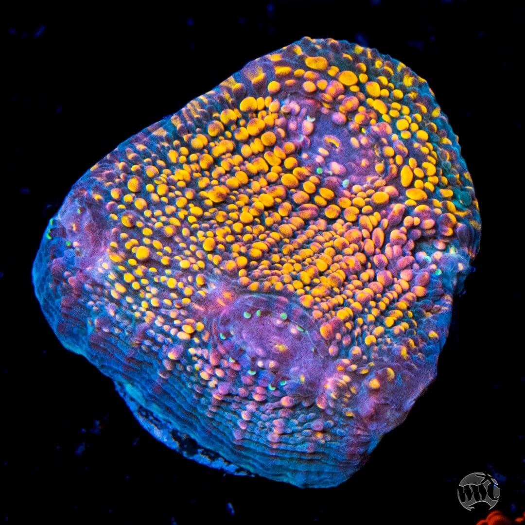 WWC Hologram Chalice Coral