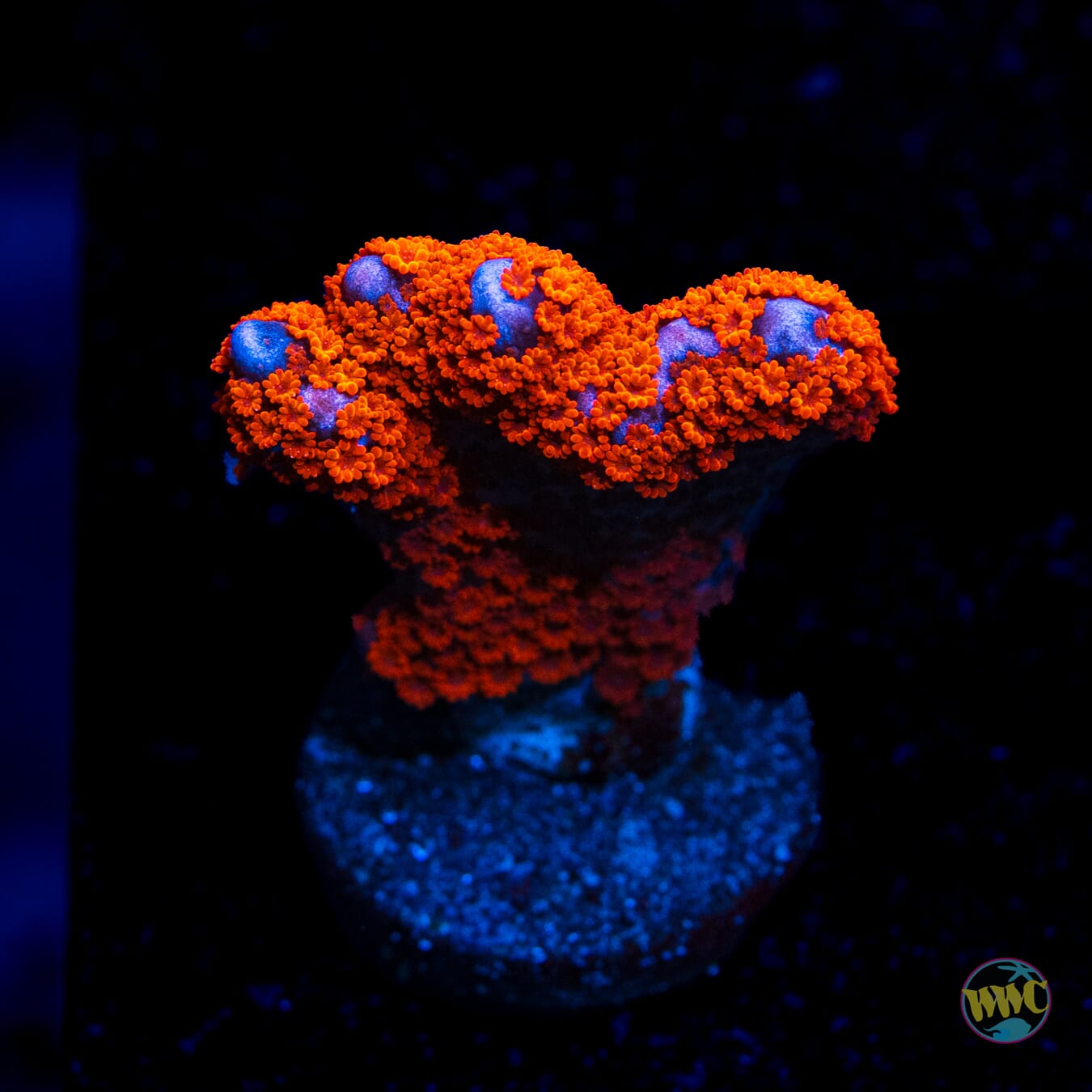 Superman Digitata Montipora