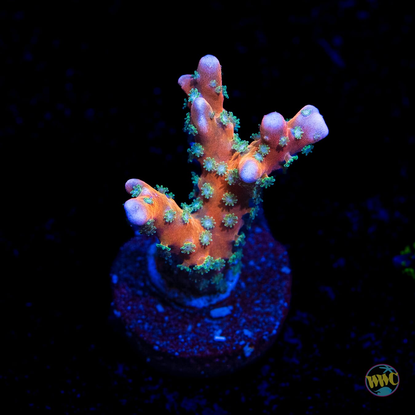 RR Tropicana Anacropora