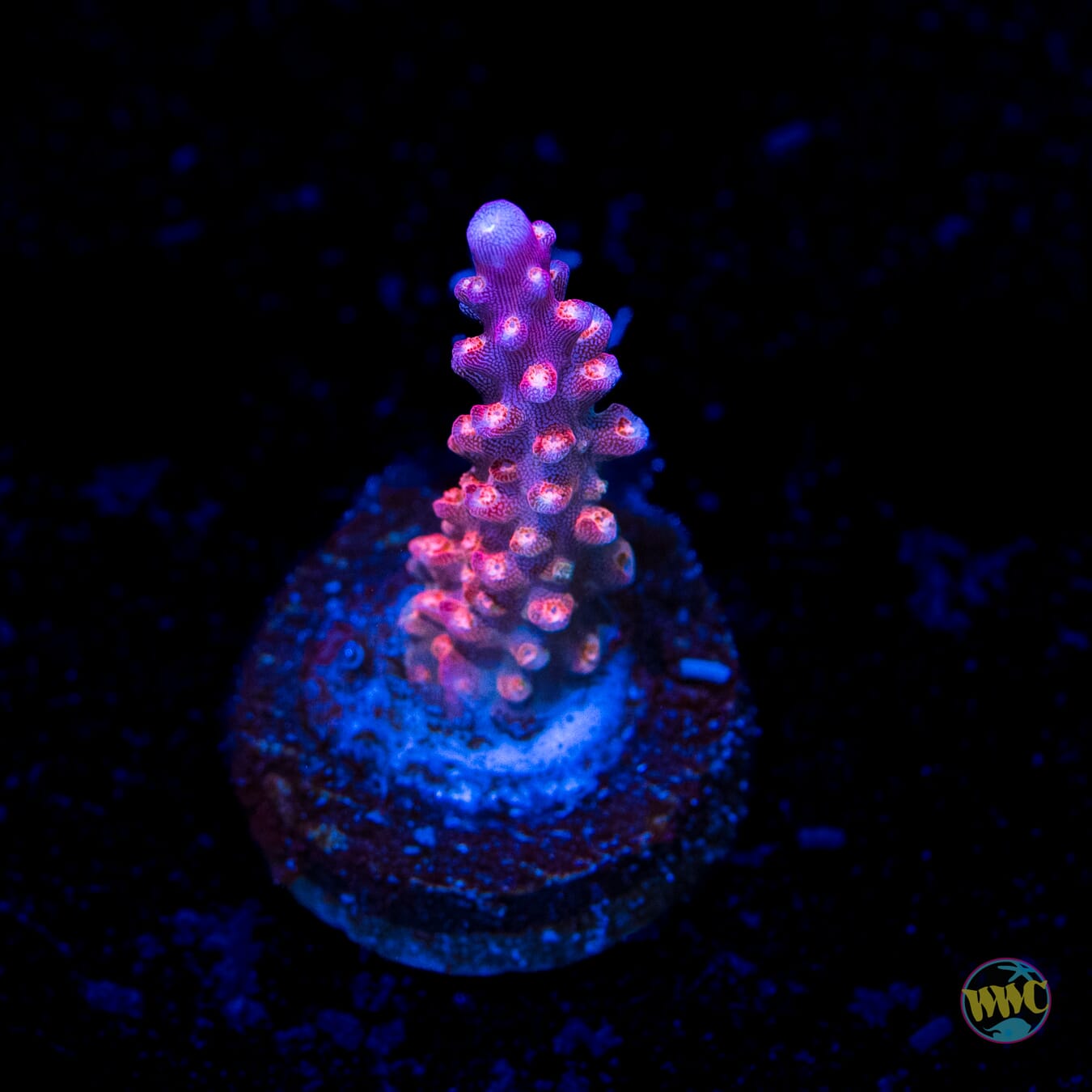 BC Bubble Bath Unicorn Acropora