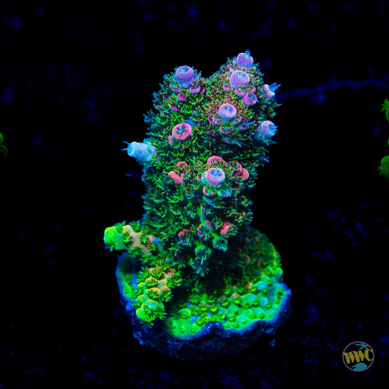 WWC Jello Shot Acropora