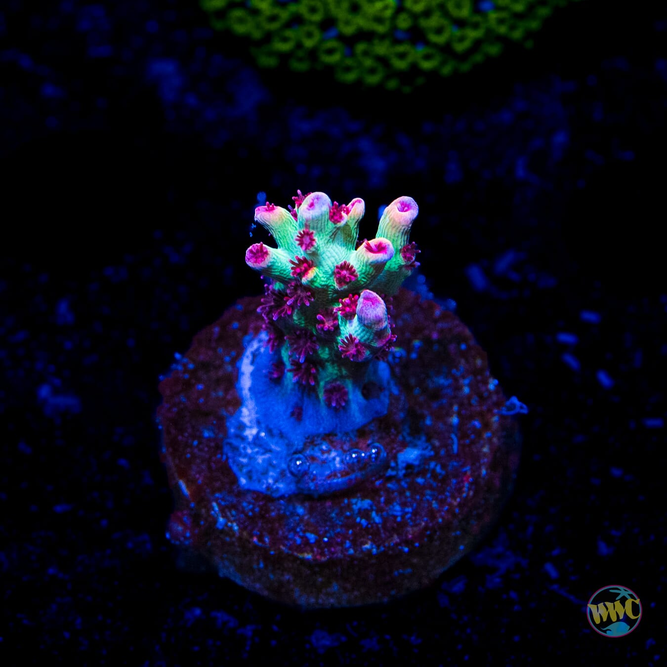 Strawberry Shortcake Acropora