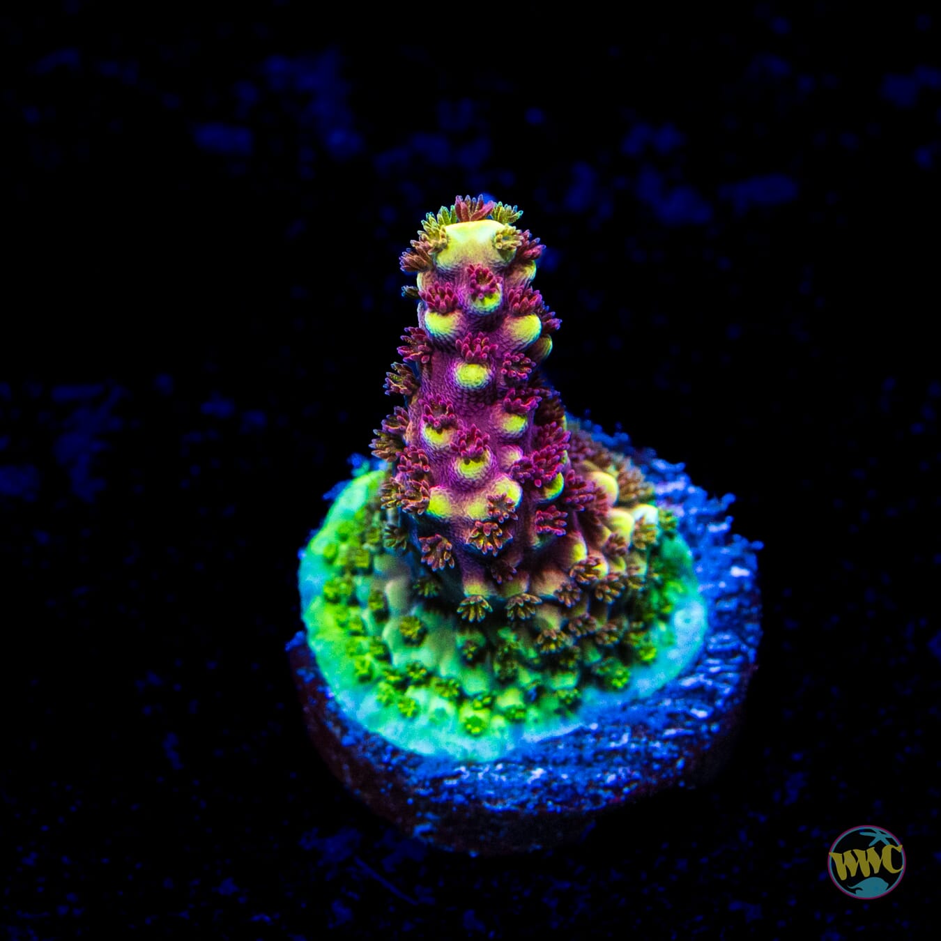 WWC Terra Red Acropora