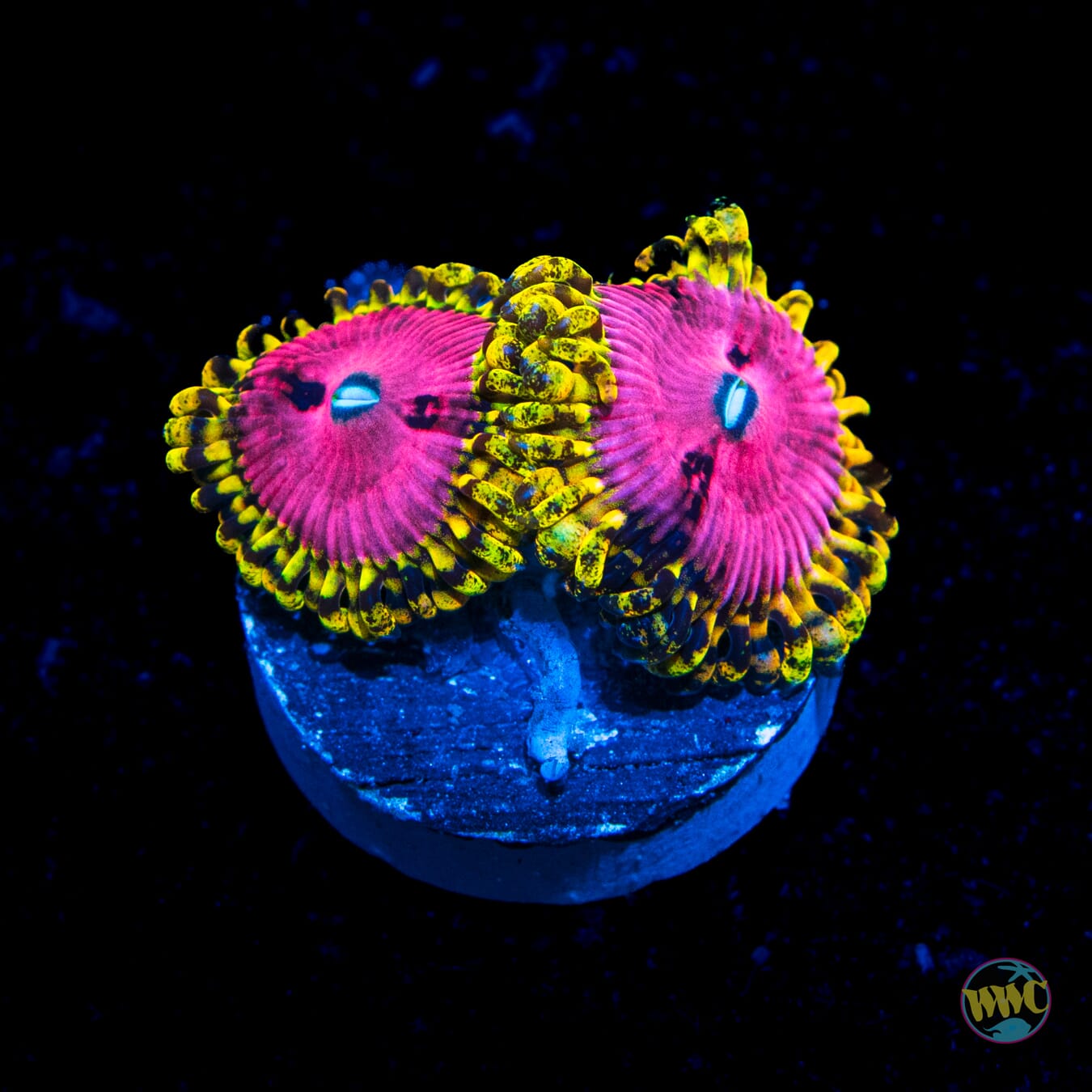 RR Pink Diamond Zoanthids