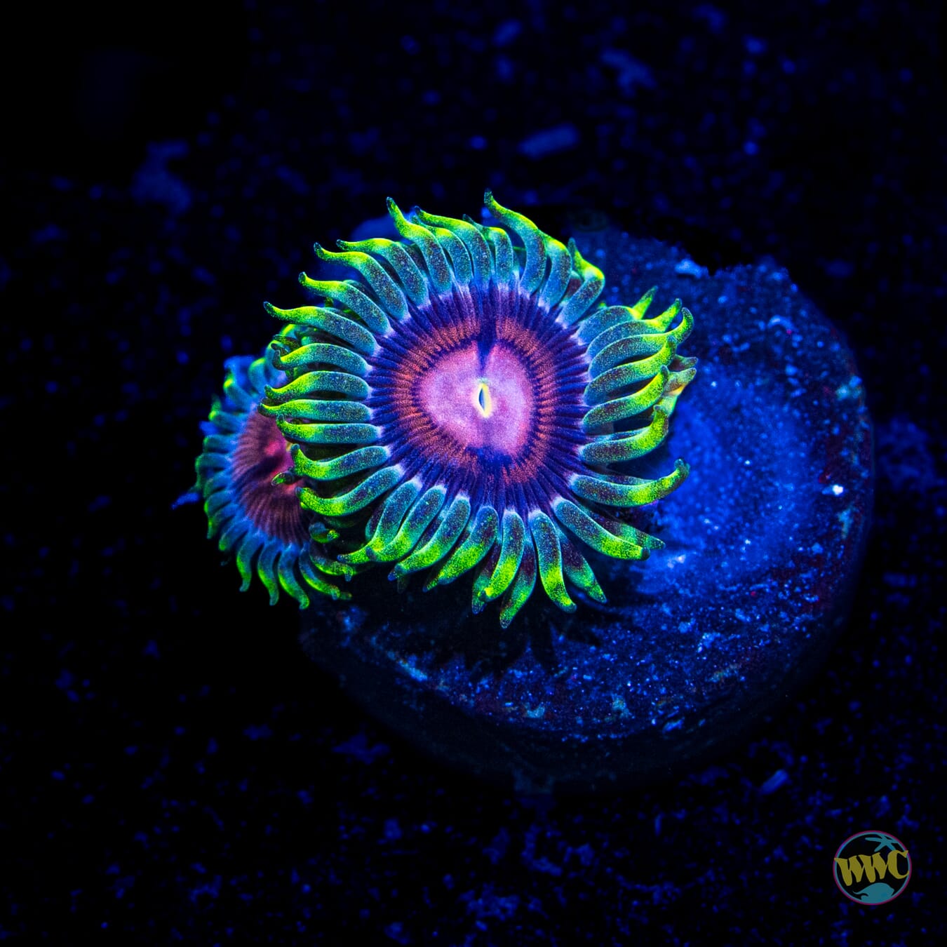 WWC Lucky Kentucky Zoanthids