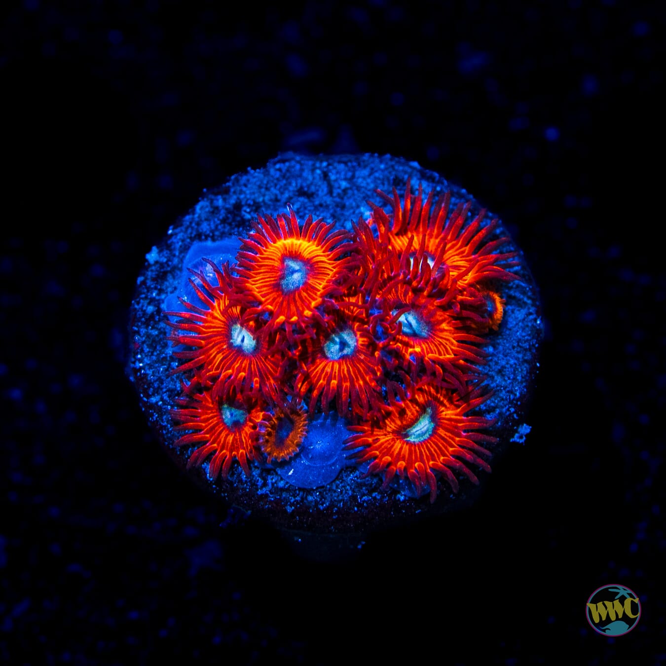 Charmander Zoanthids