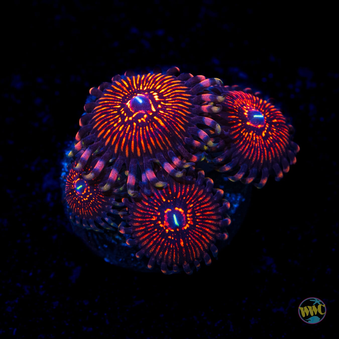 ARC Night Crawler Zoanthids