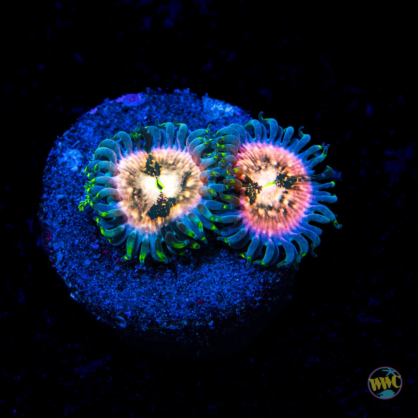 WWC Hawaiian Ding Dang Zoanthids