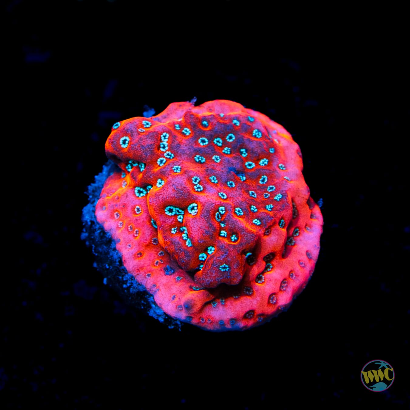 WWC Dragonfruit Montipora