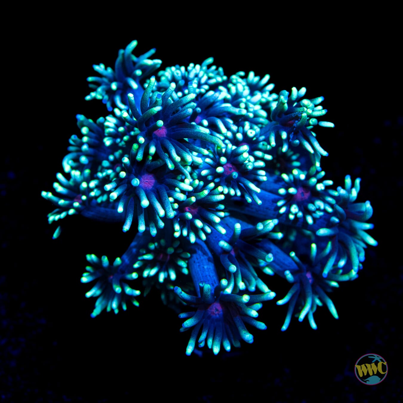 Blood Shot Goniopora