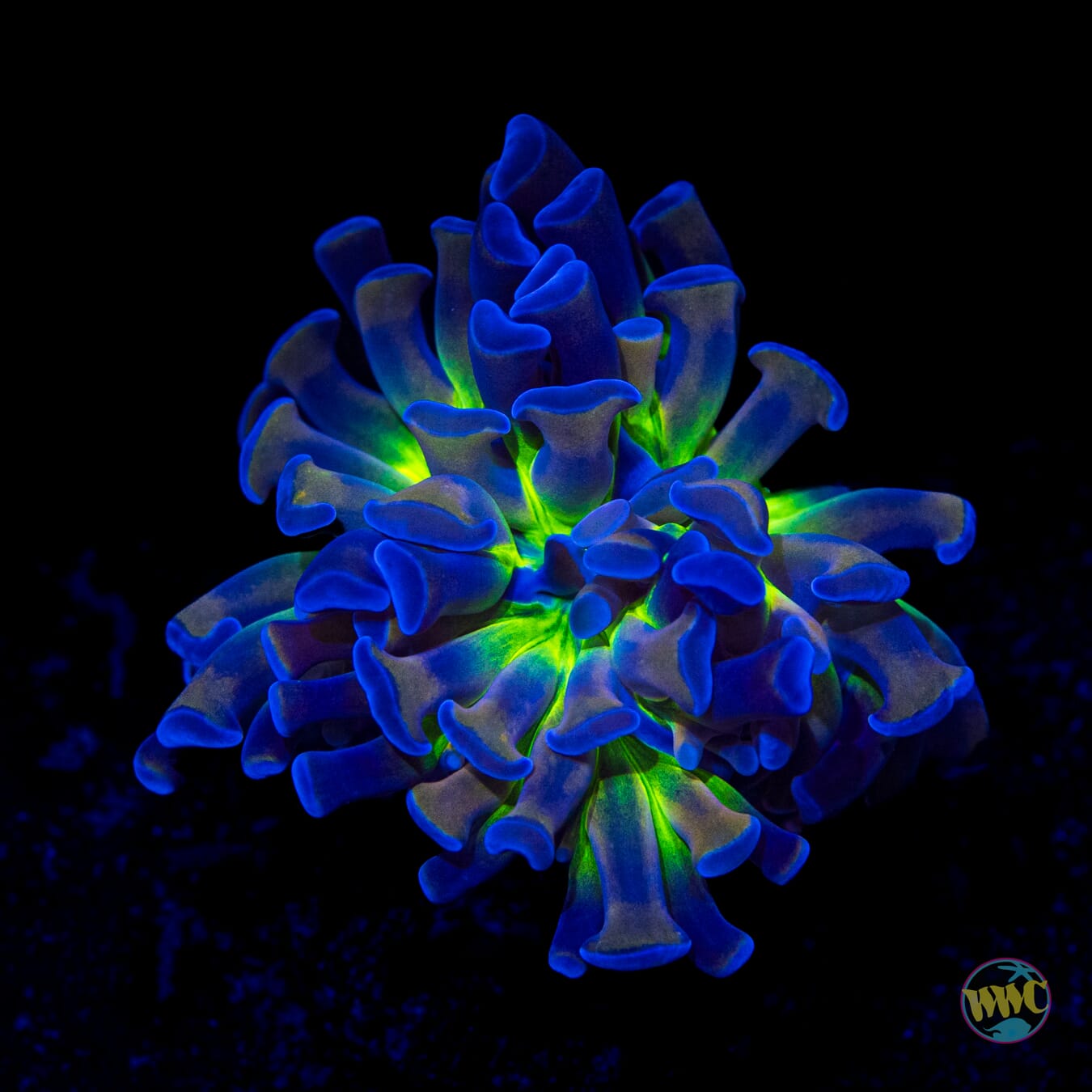 X-Girlfriend Branching Hammer