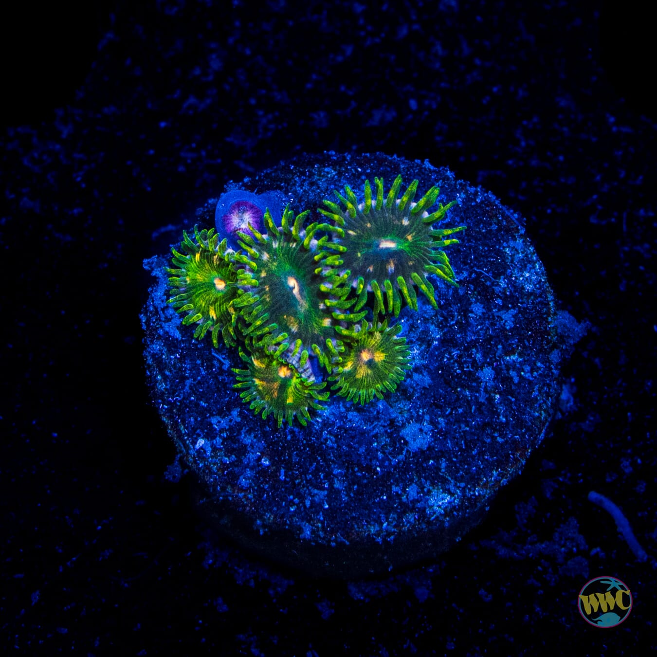 Green Goober Zoanthids