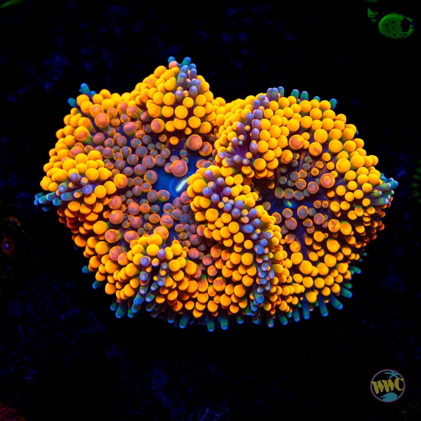 Tangerine Tango Ricordea Mushroom