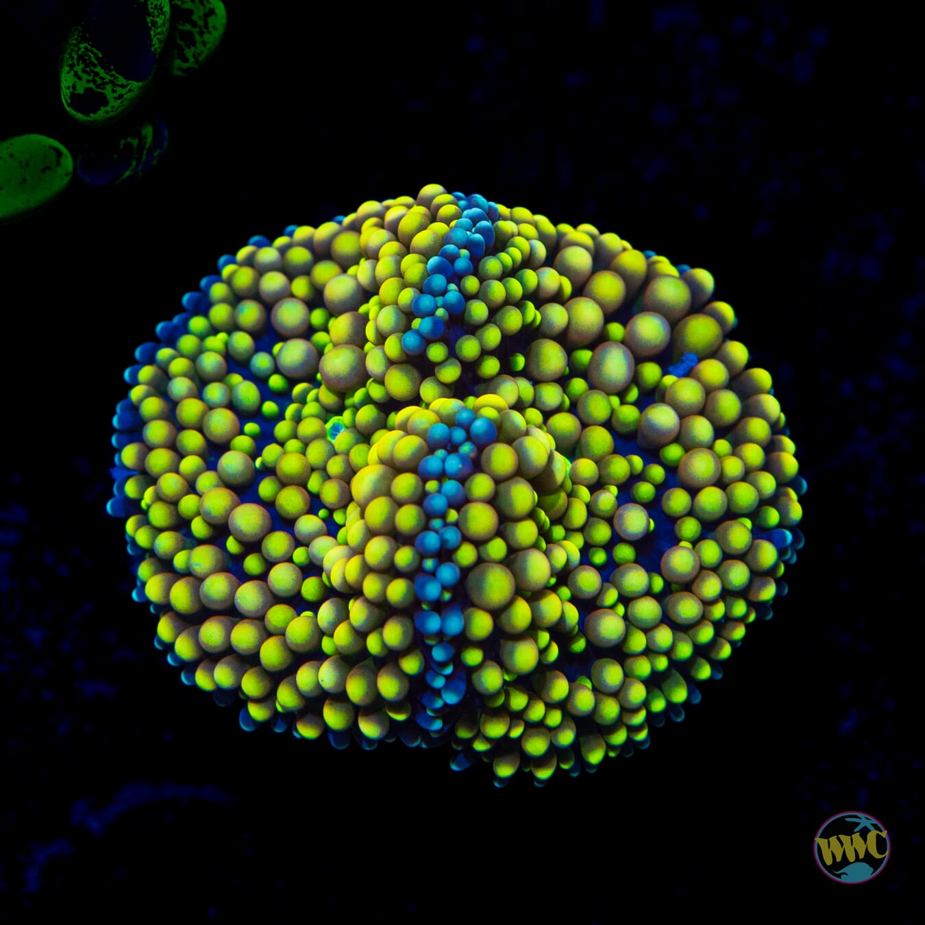 Nuclear Lemon Ricordea Mushroom