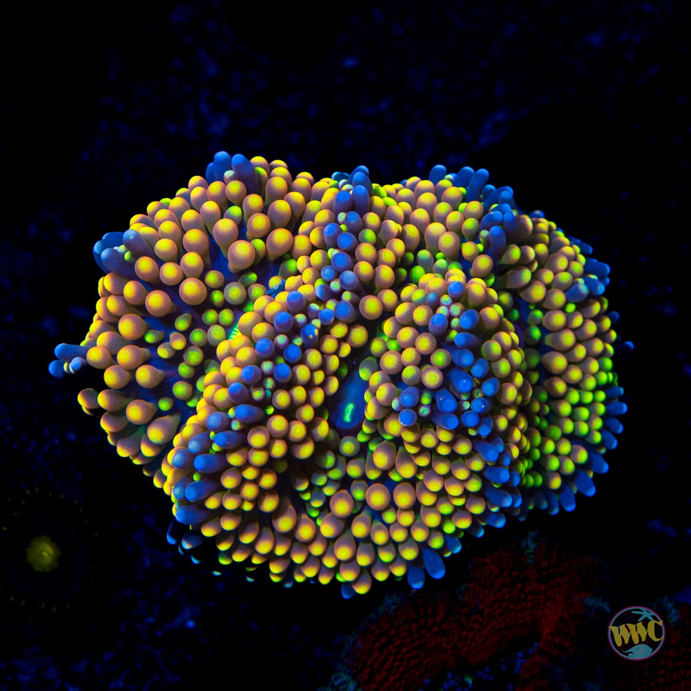 Blueberry Bliss Ricordea Mushroom