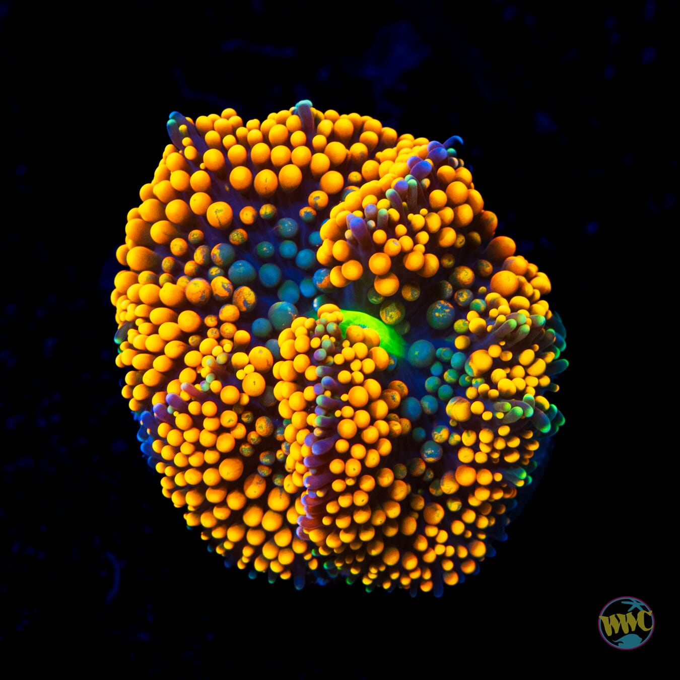 Orange and Teal Ricordea Mushroom