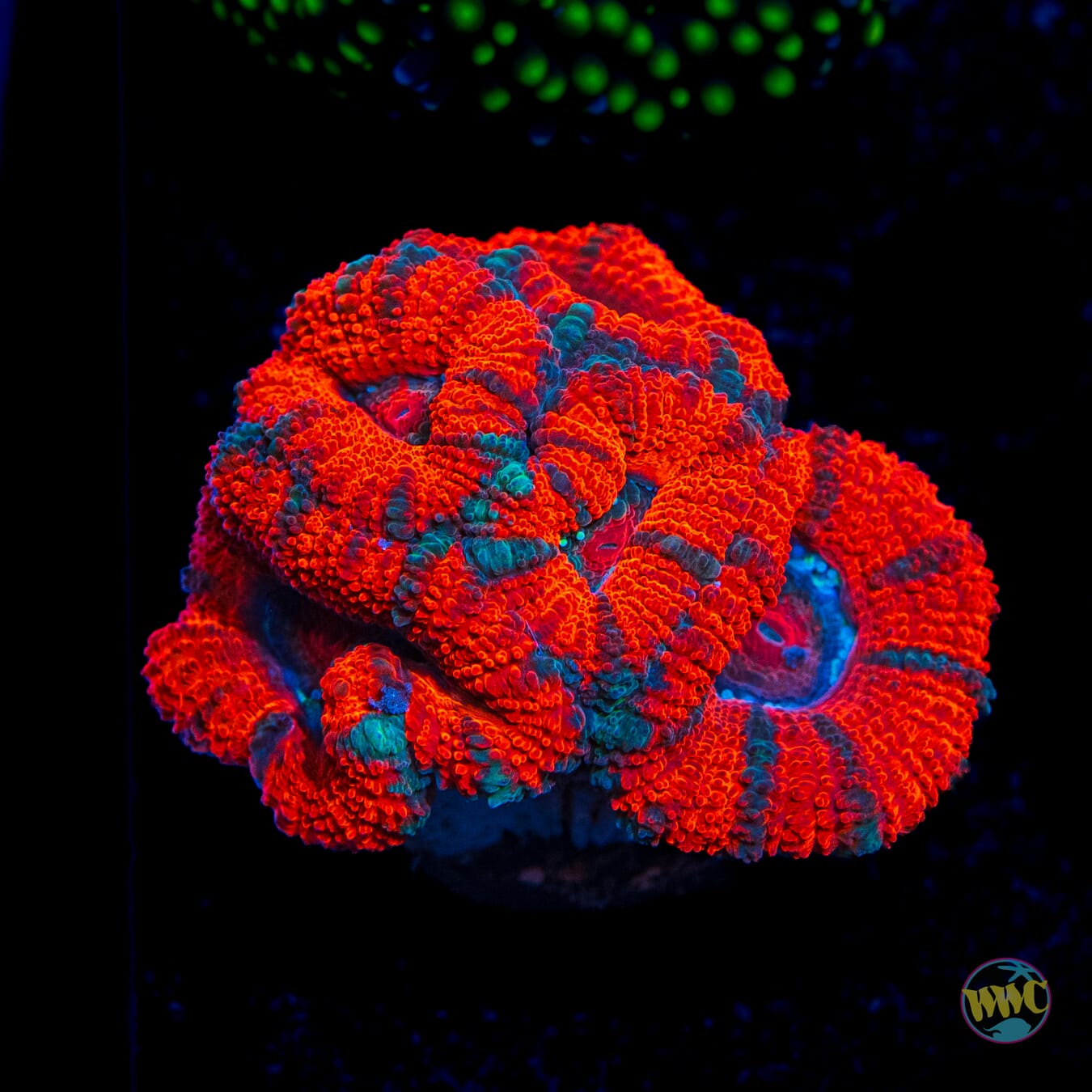 Holiday Cheer Aussie Lord