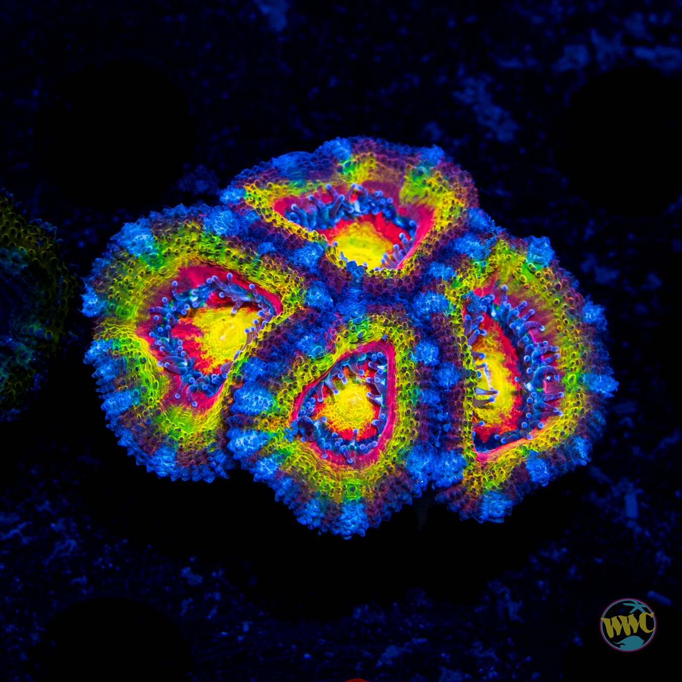 Heart Attack Aussie Lord