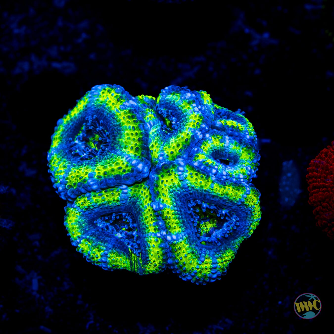 Green Ogre Aussie Lord