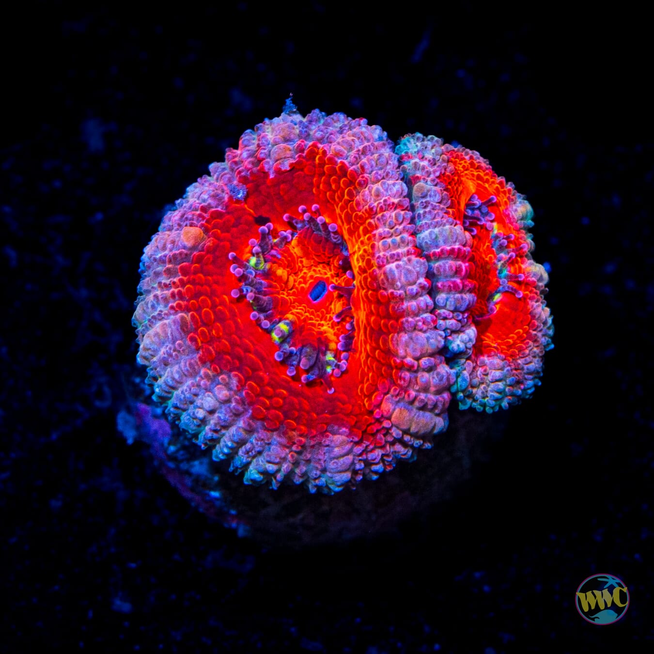 Pink Cheesecake Aussie Lord