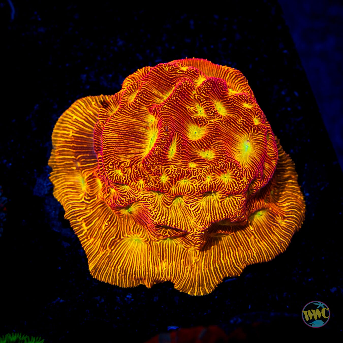 WWC Tan Lady Leptoseris