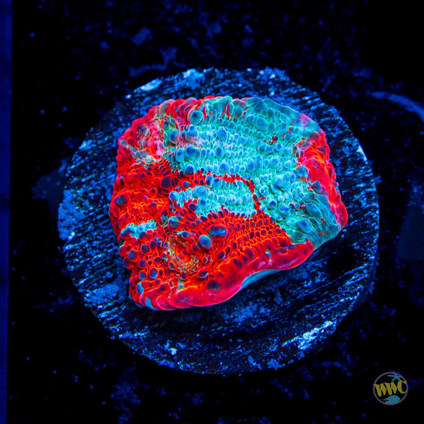 Strawberry Smoothie Chalice