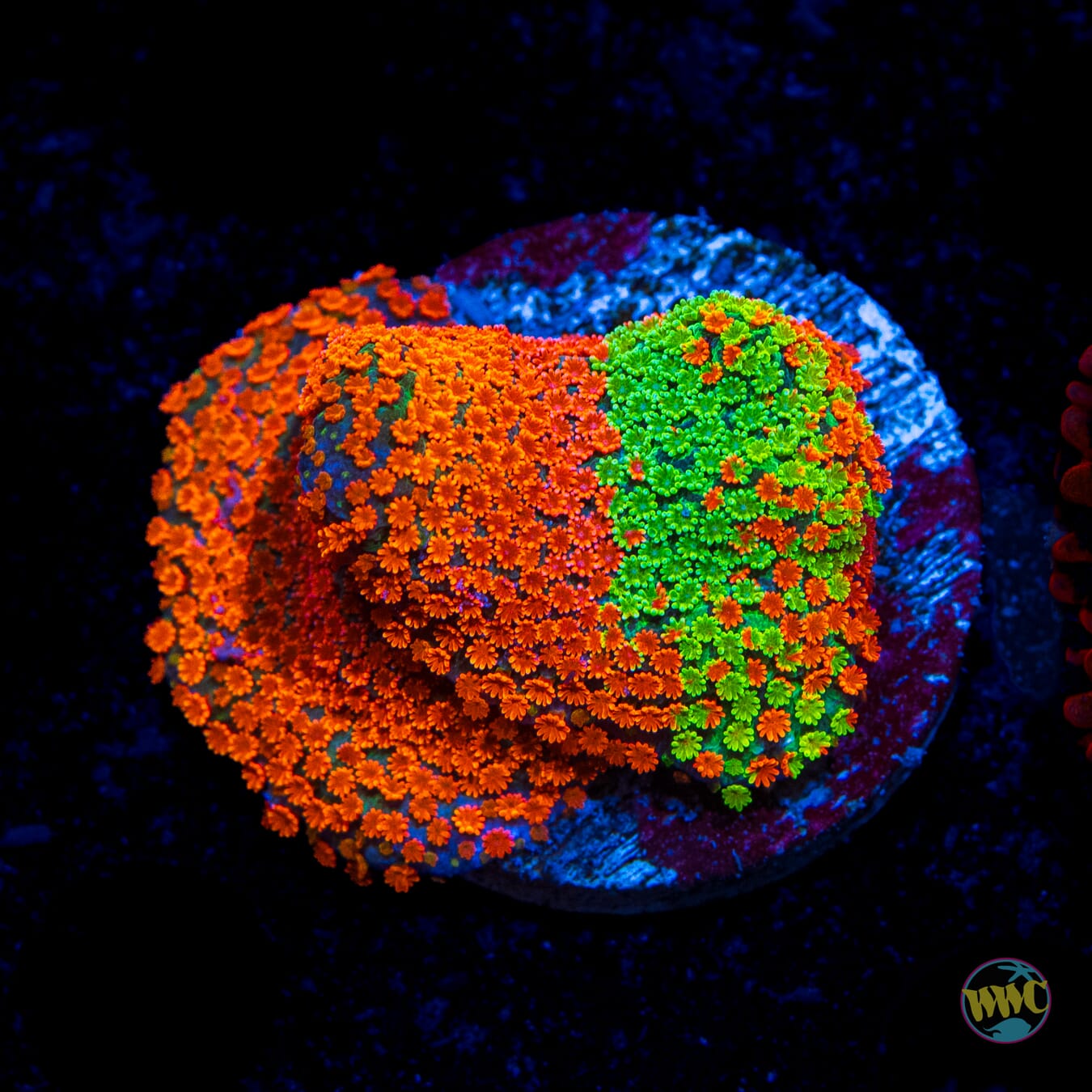 Jason Fox Dizzy Spell Montipora