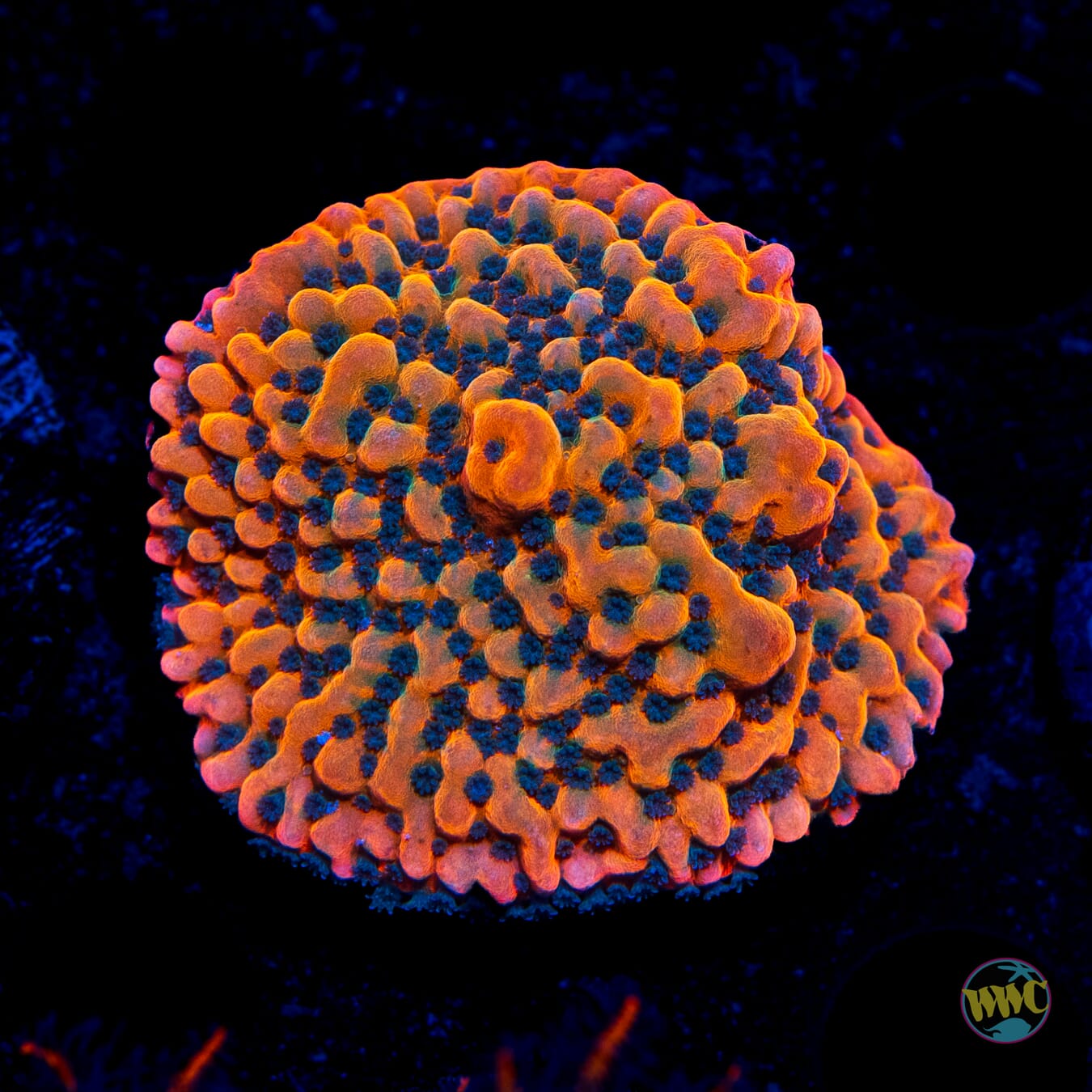 Jason Fox Altered Ego Montipora