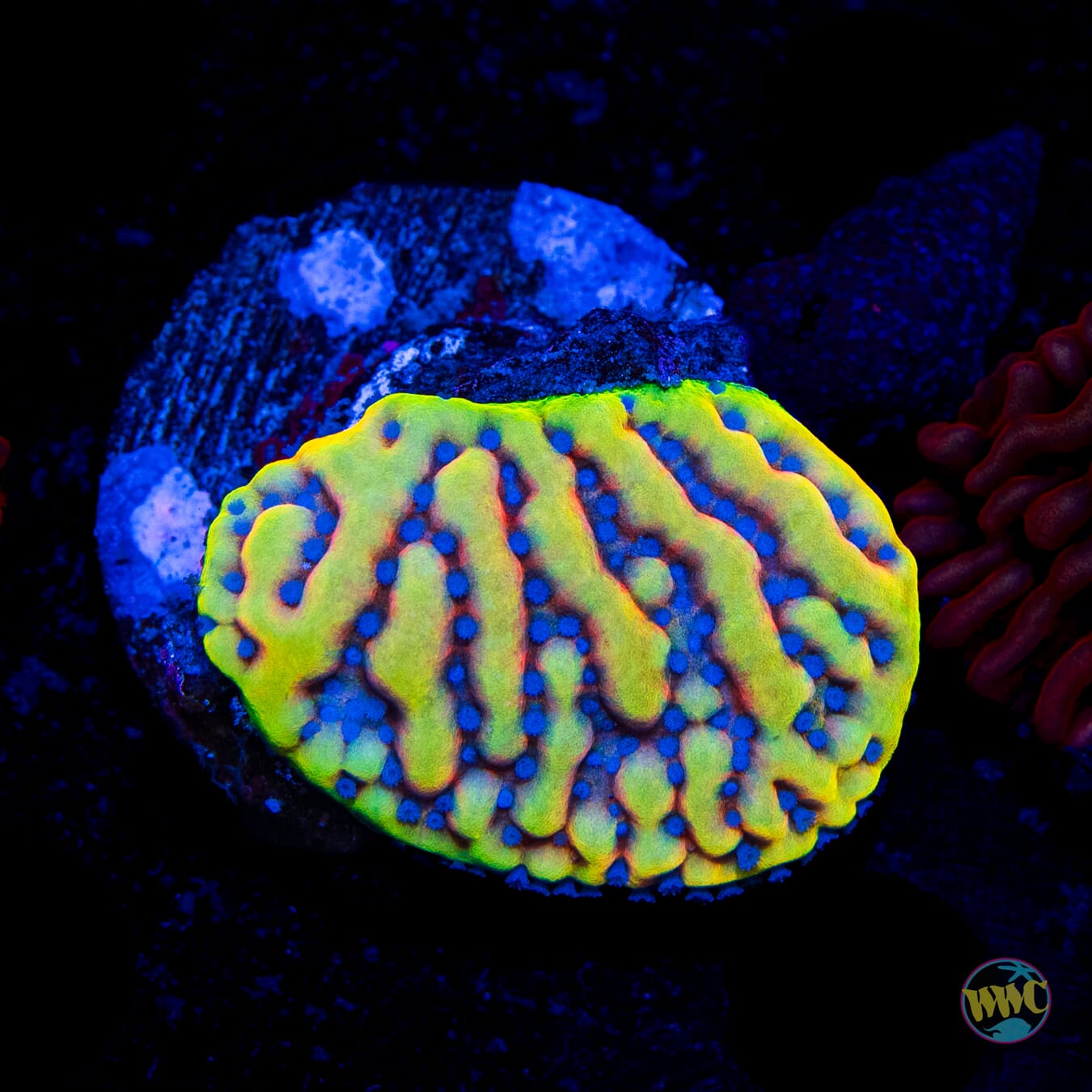 RR Crazy T Montipora
