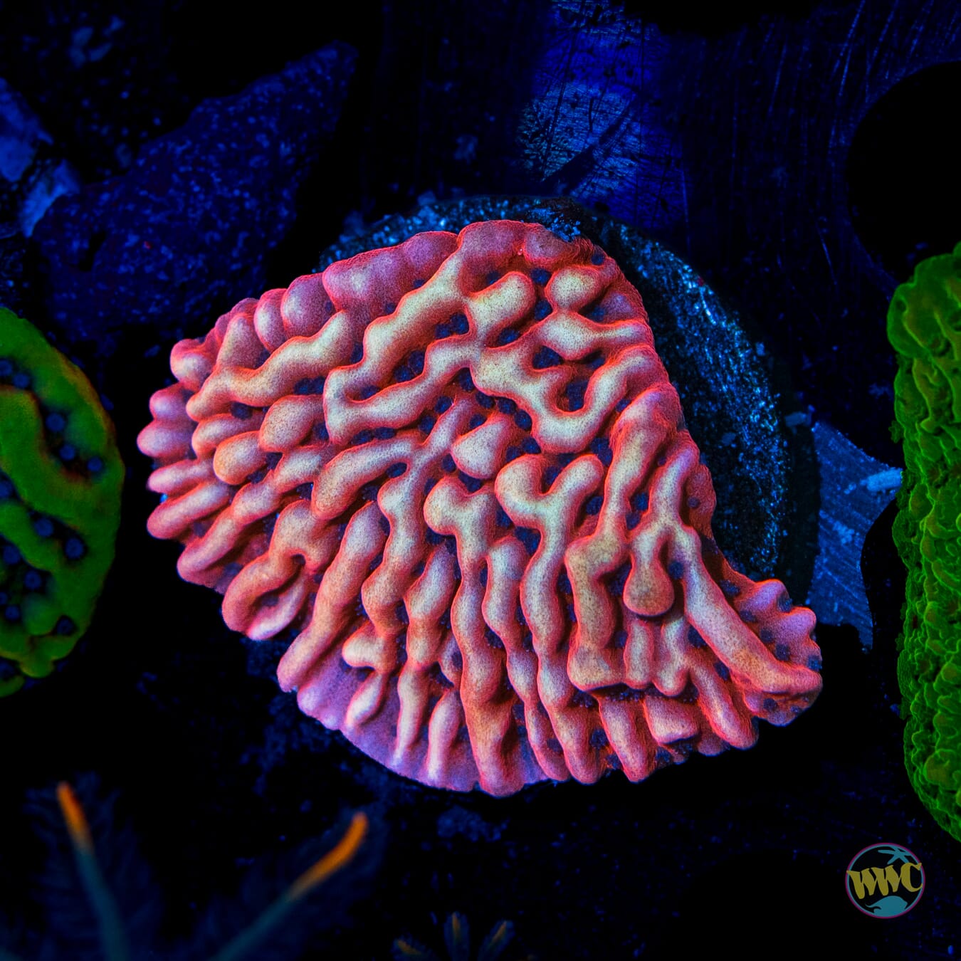 Jason Fox Slow Burn Montipora