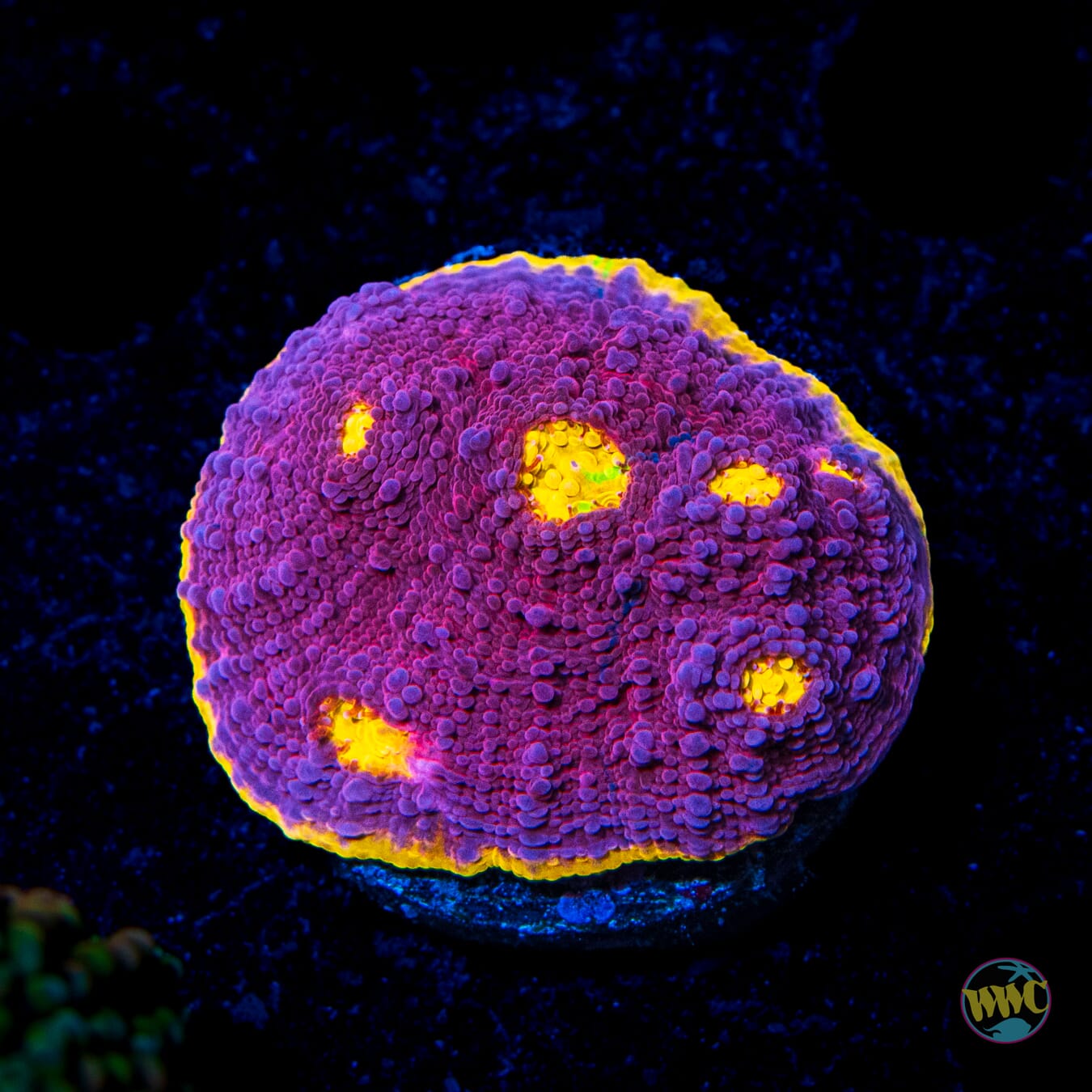 WWC Banana Boom Chalice