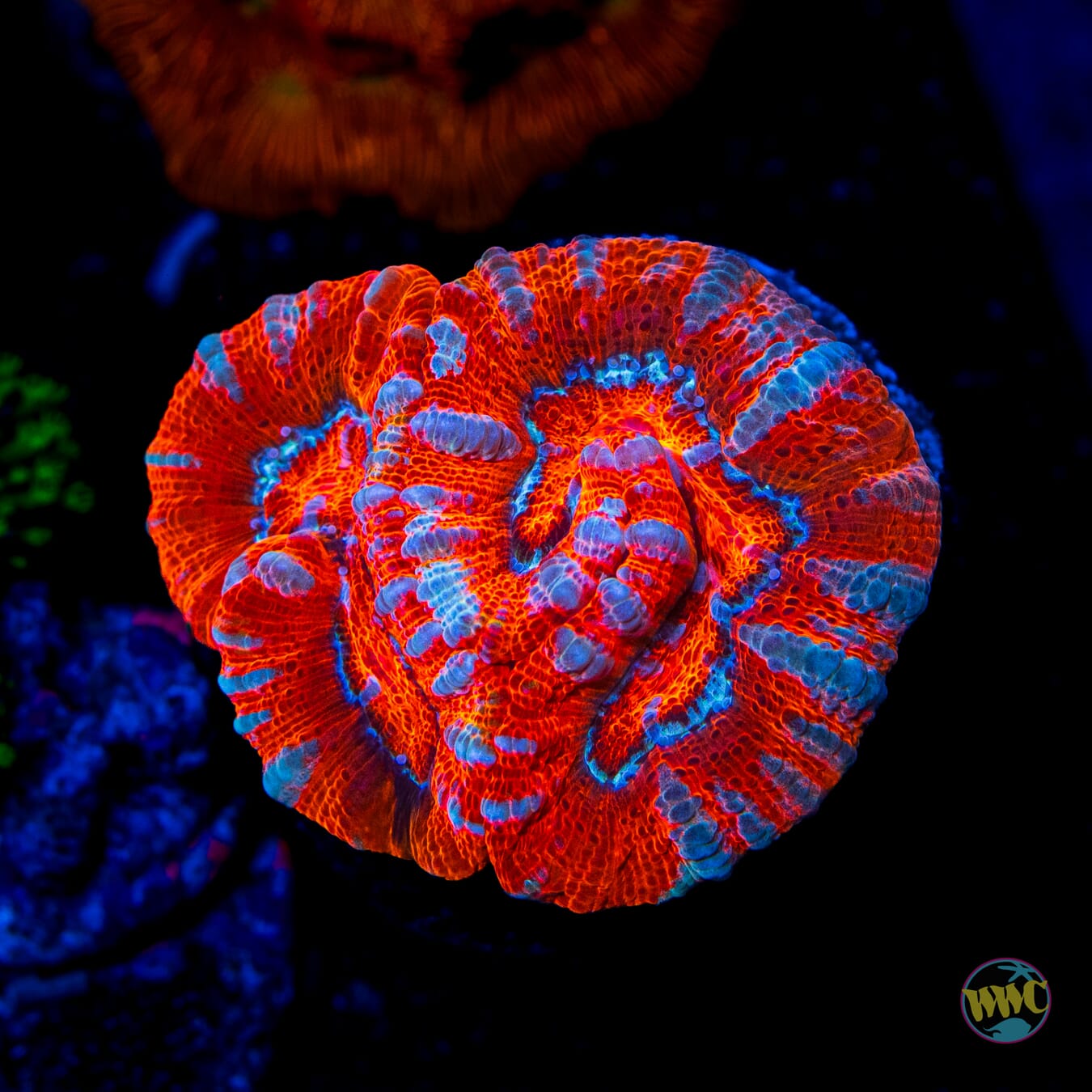 Tigers Blood Symphyllia Wilsoni