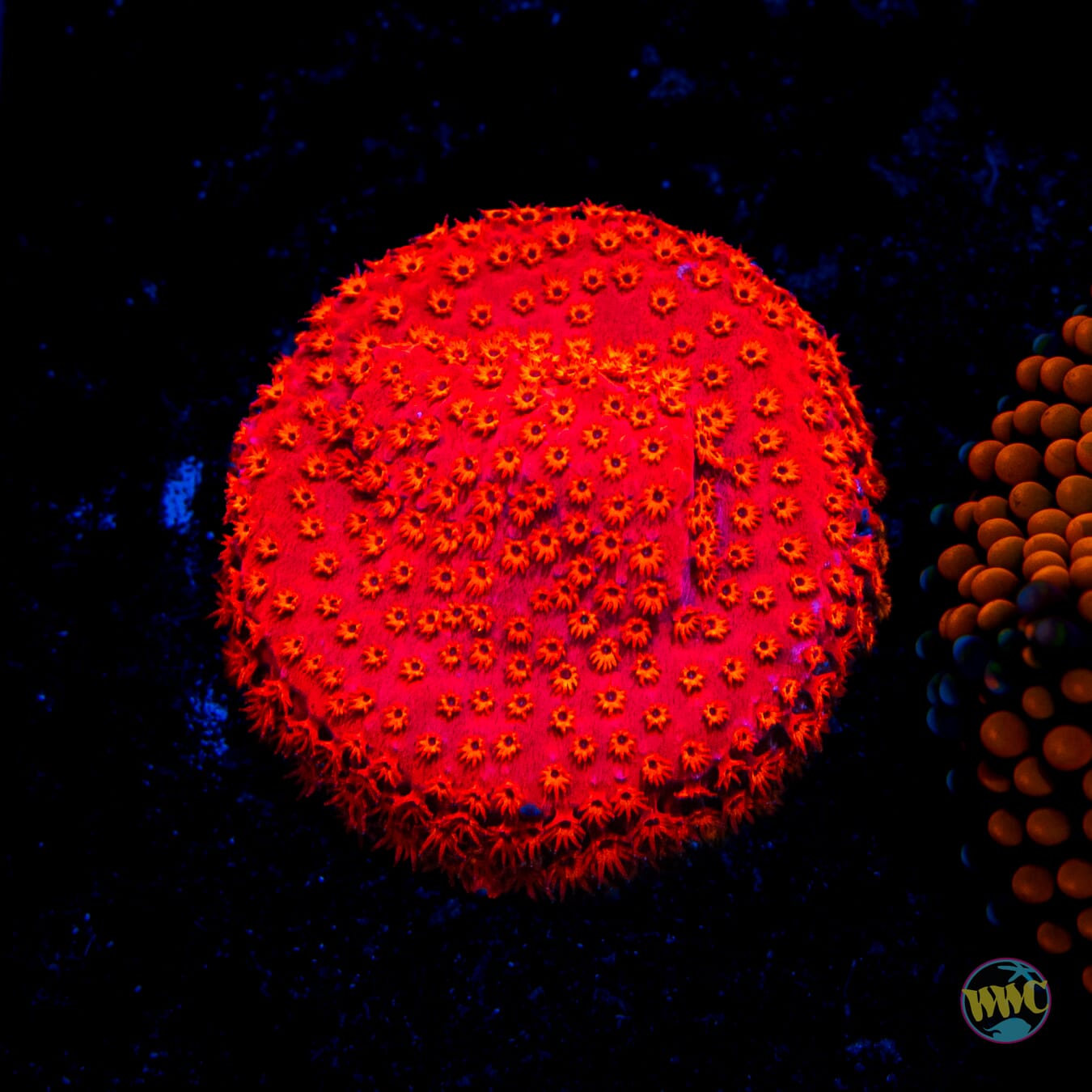 WWC Firecracker Stylocoeniella