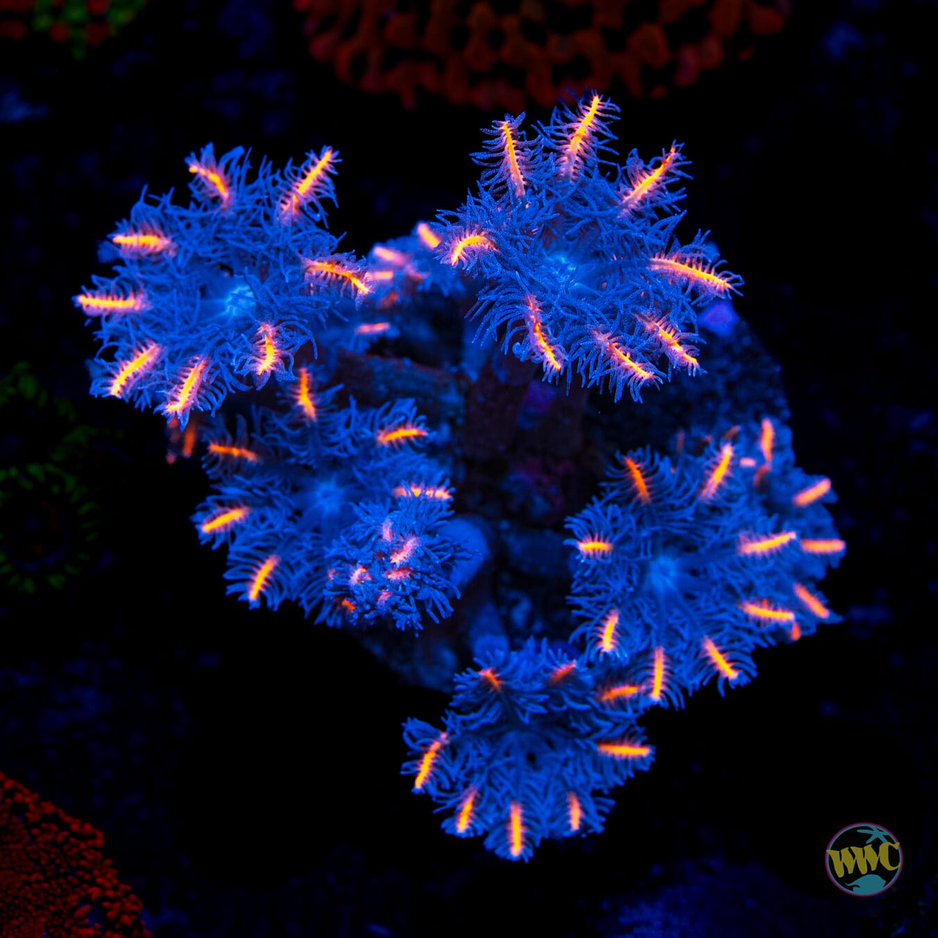 WWC Florida Squeeze Clove Polyps