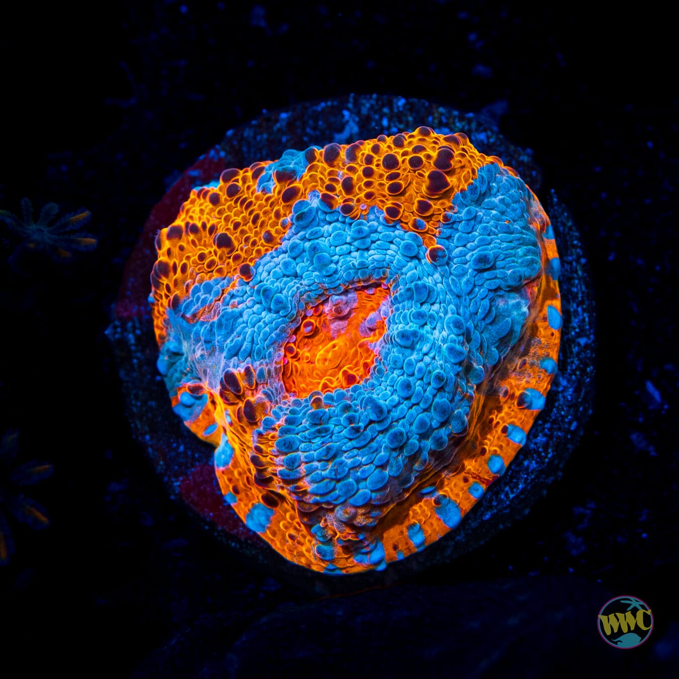 WWC Nacho Cheese Chalice