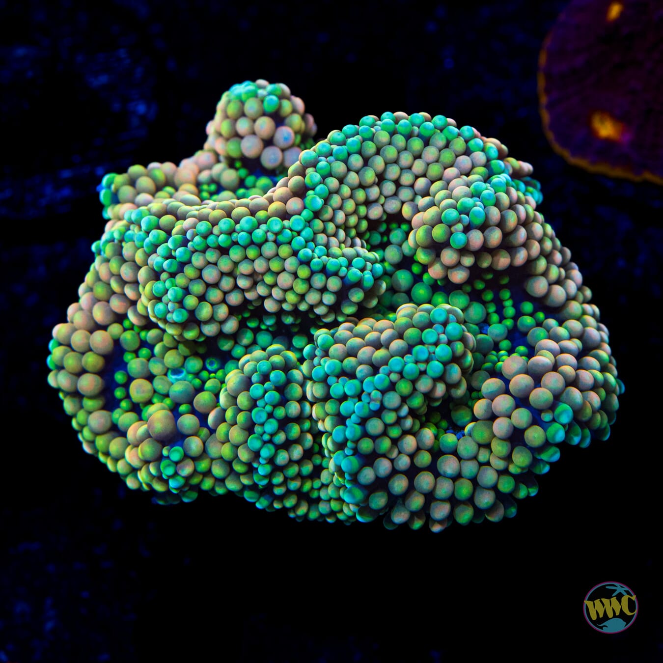 Peach Mojito Ricordea Mushroom