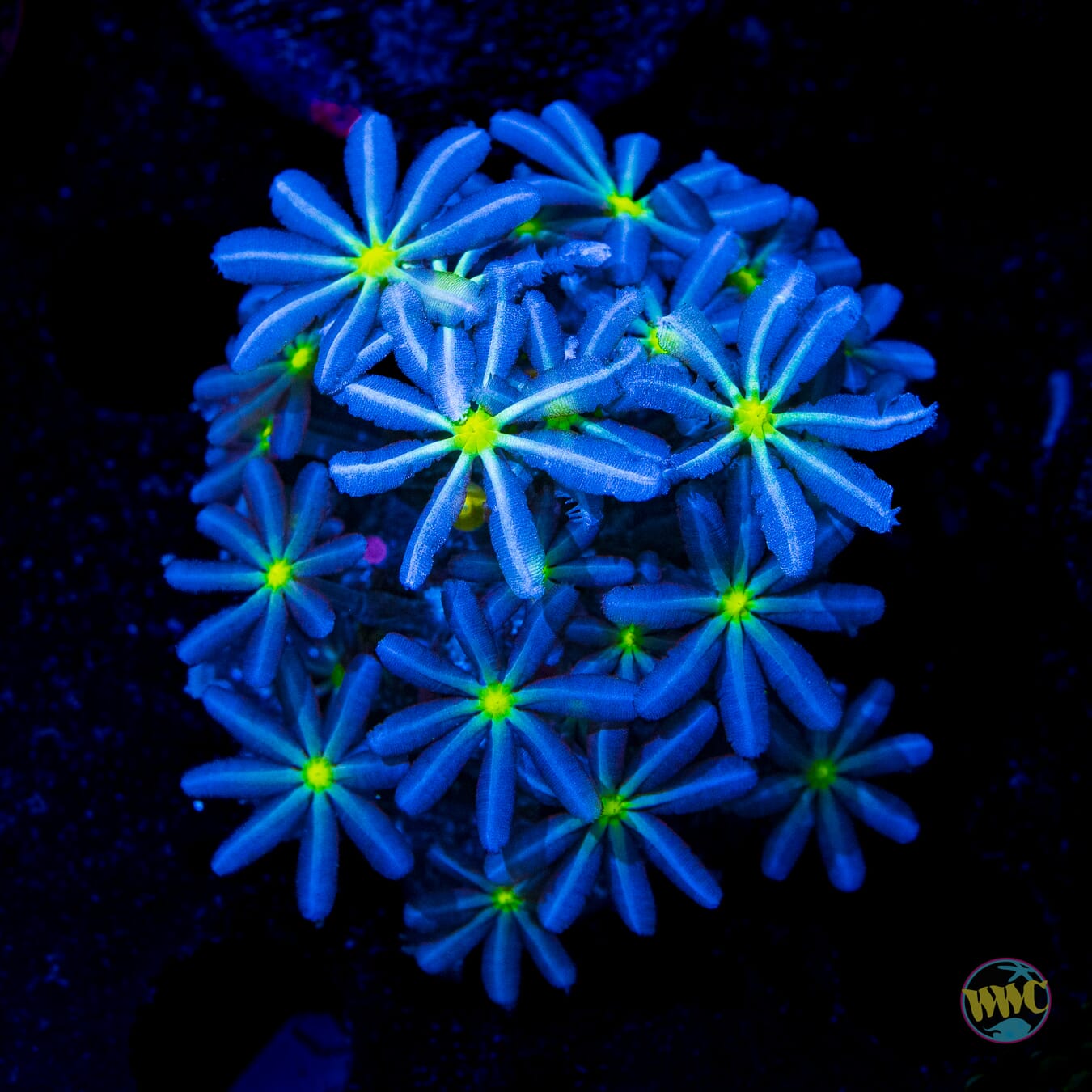 WWC Midnight Daisy Polyps