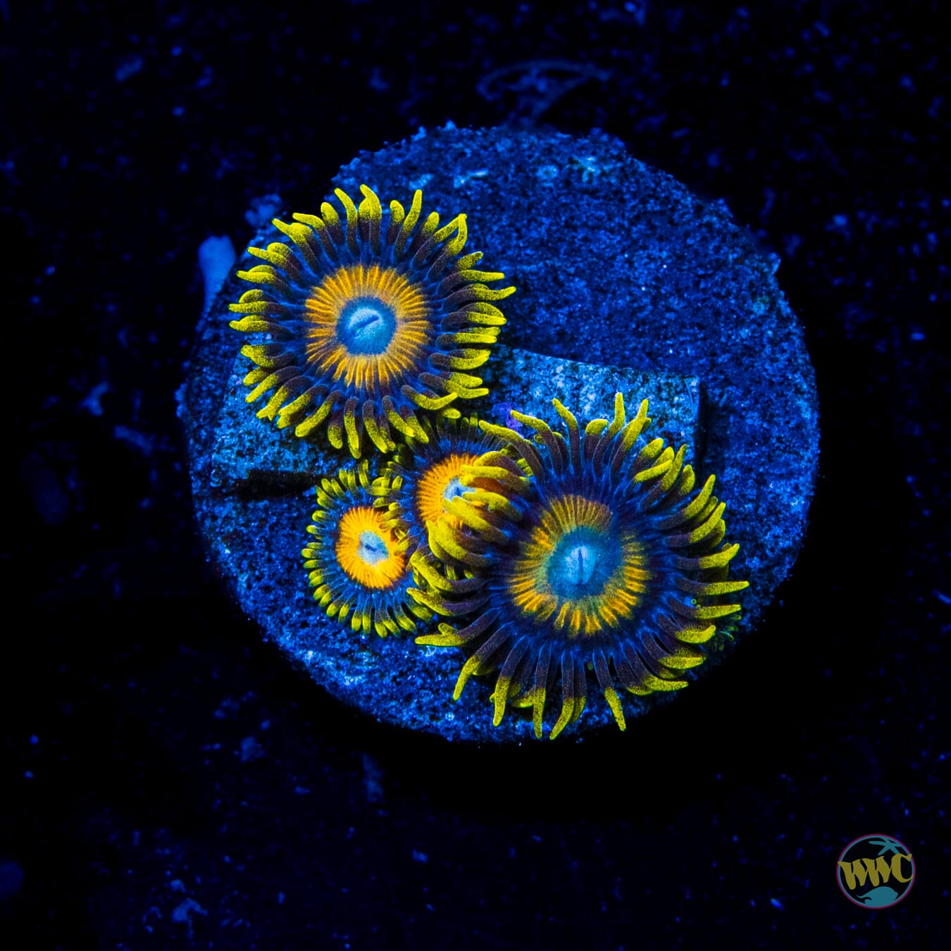 Scrambled Eggs Zoanthids