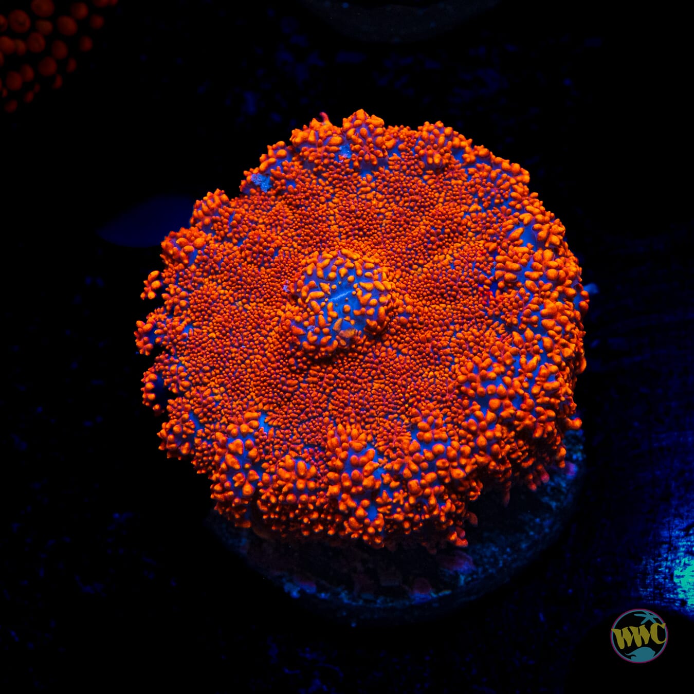 Megadeath Rhodactis Mushroom