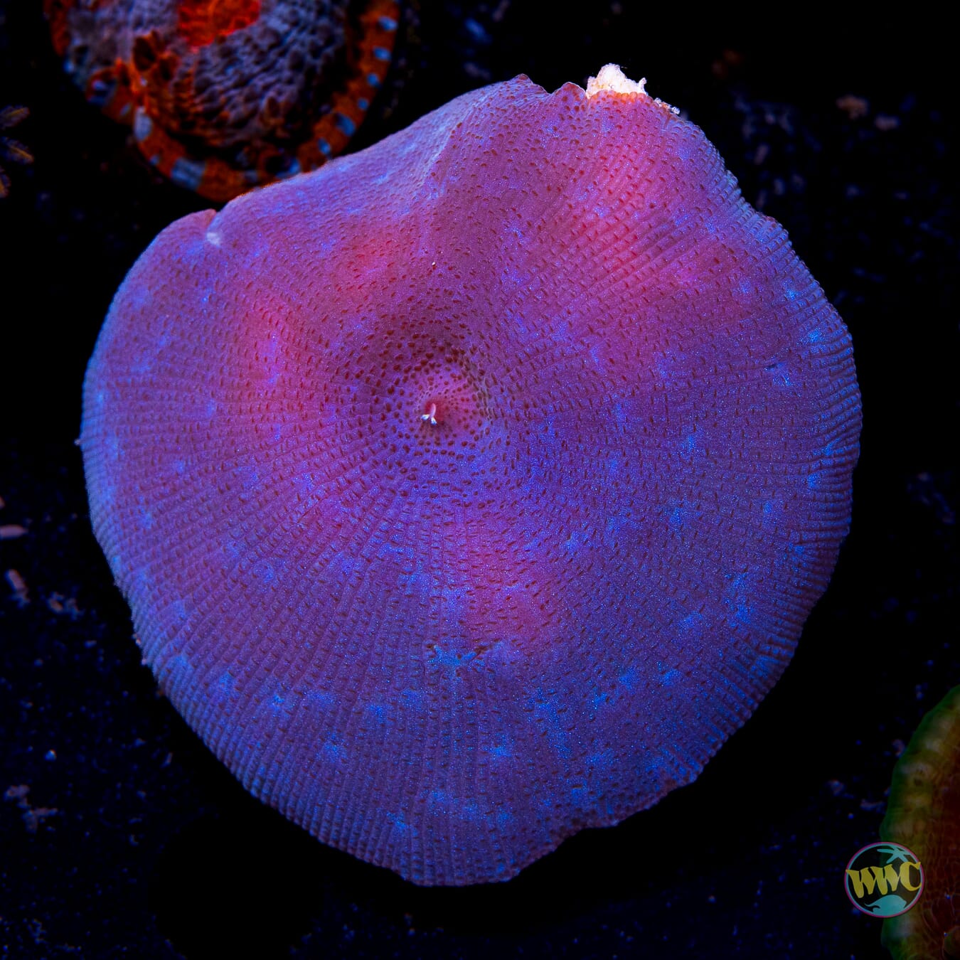 Cobalt Disco Mushroom