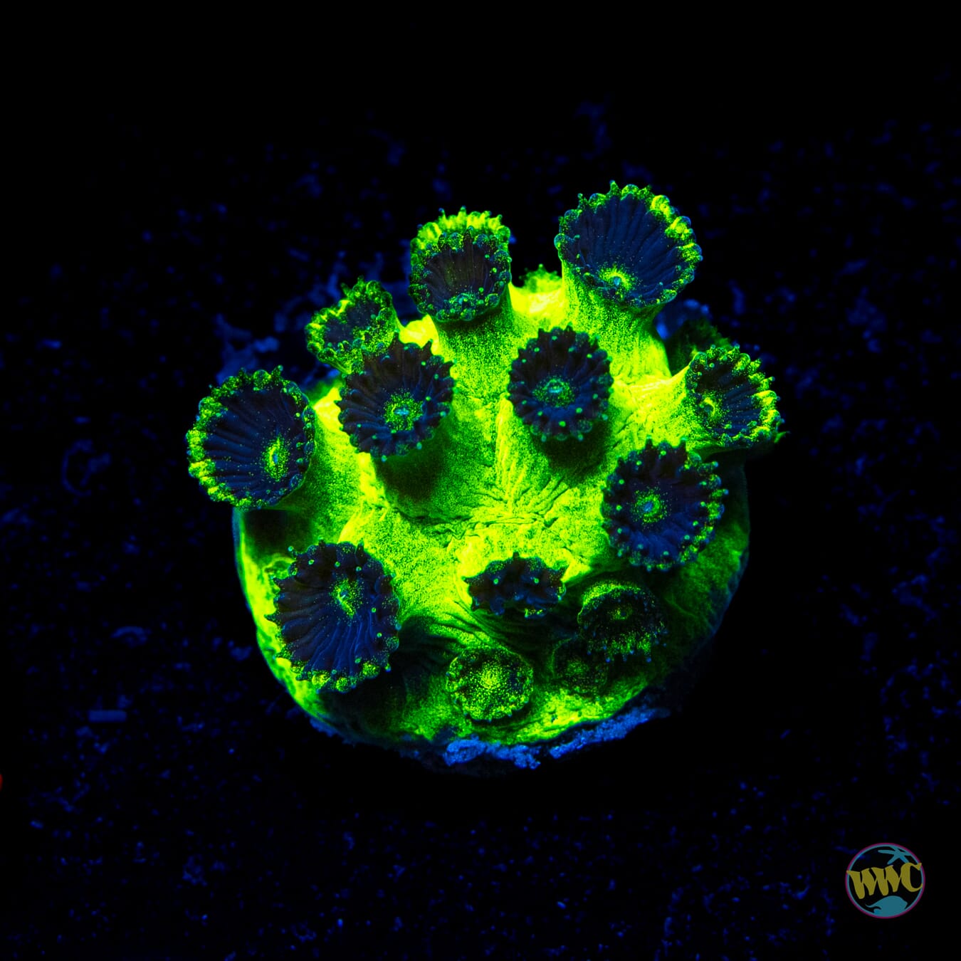 WWC Neon Plesiastrea