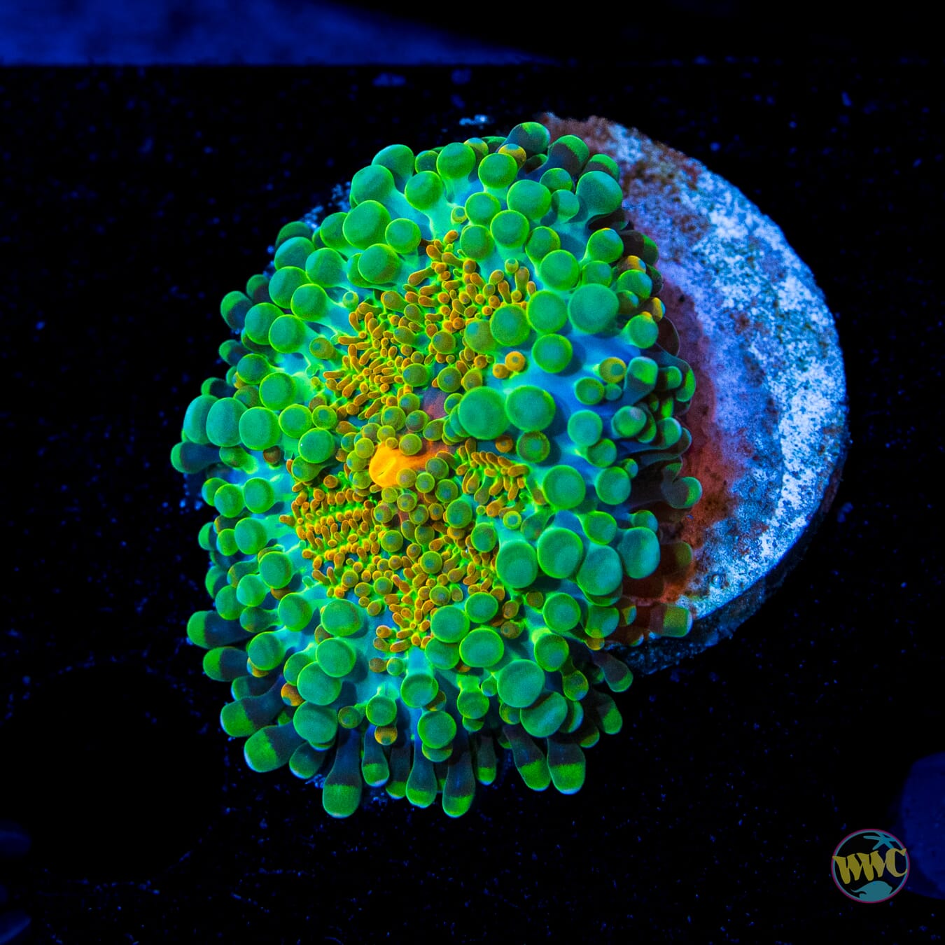 Tropical Sunrise Yuma Mushroom