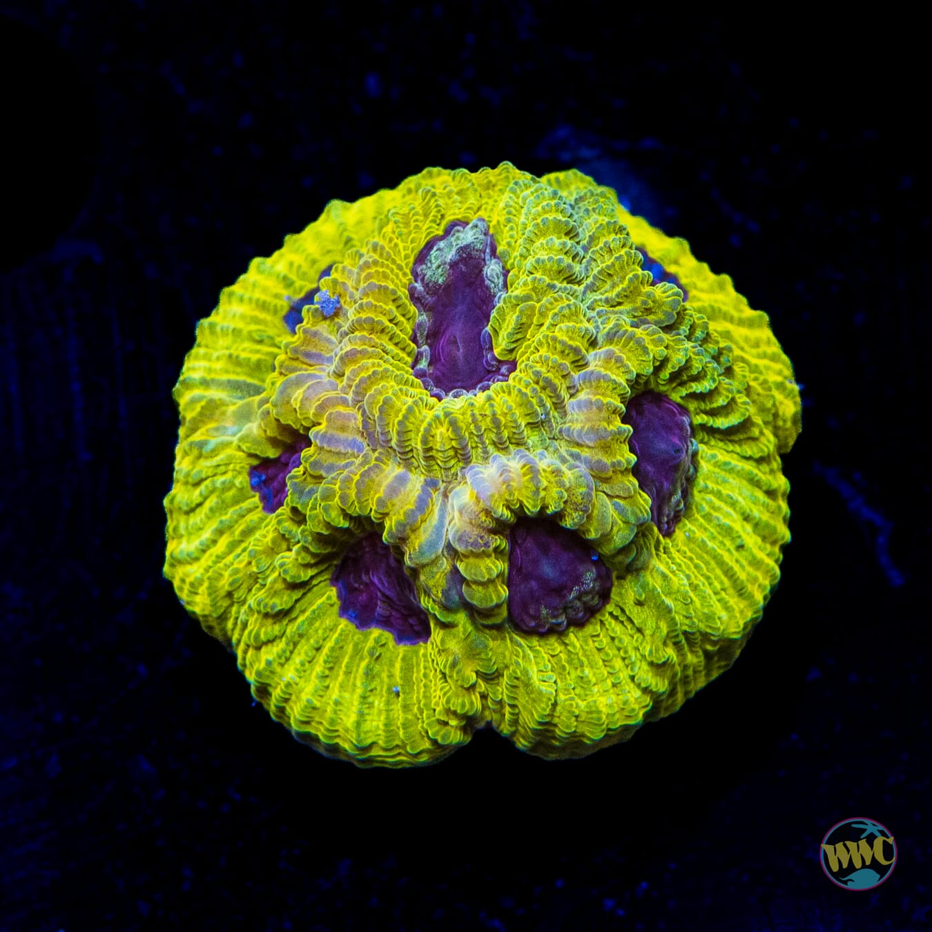 WWC Lemon Zoinkers Favia