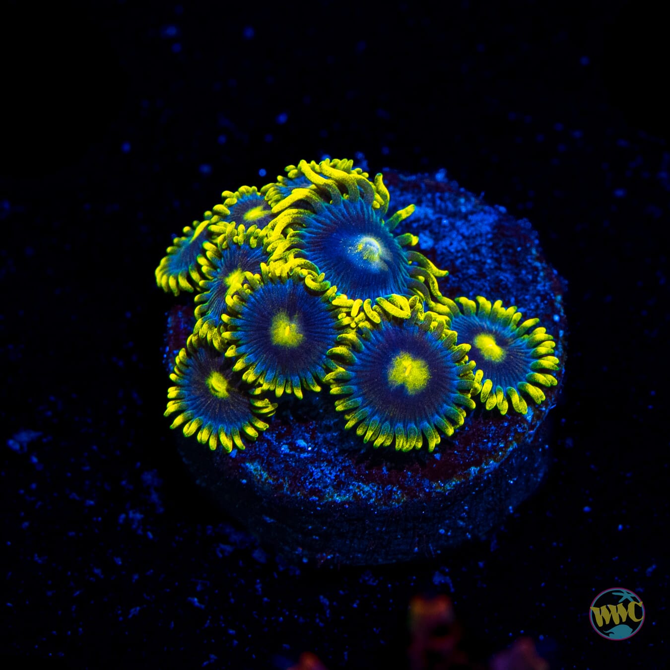 WWC Sunbeam Shuriken Zoanthids