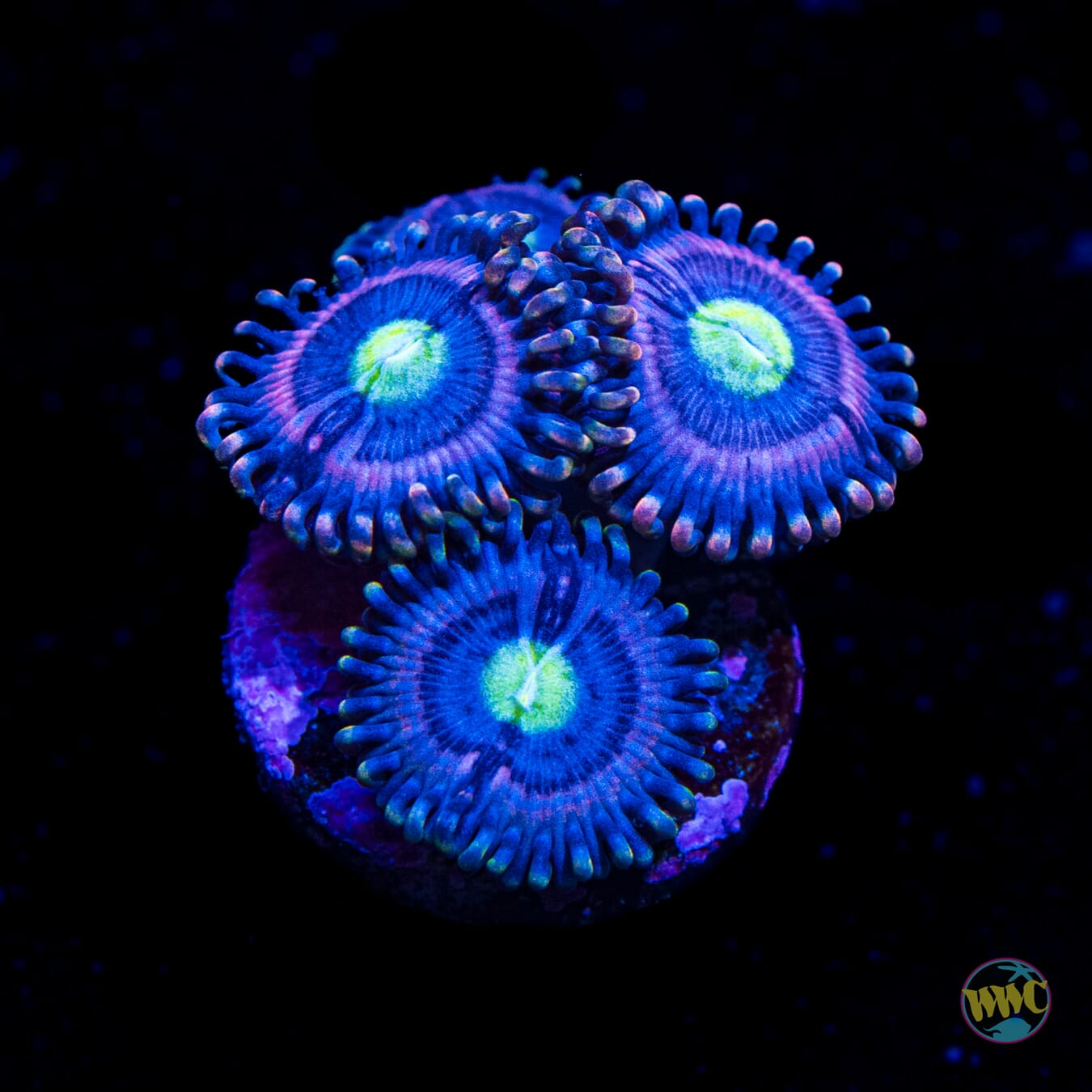WWC Watermelon Zoanthids